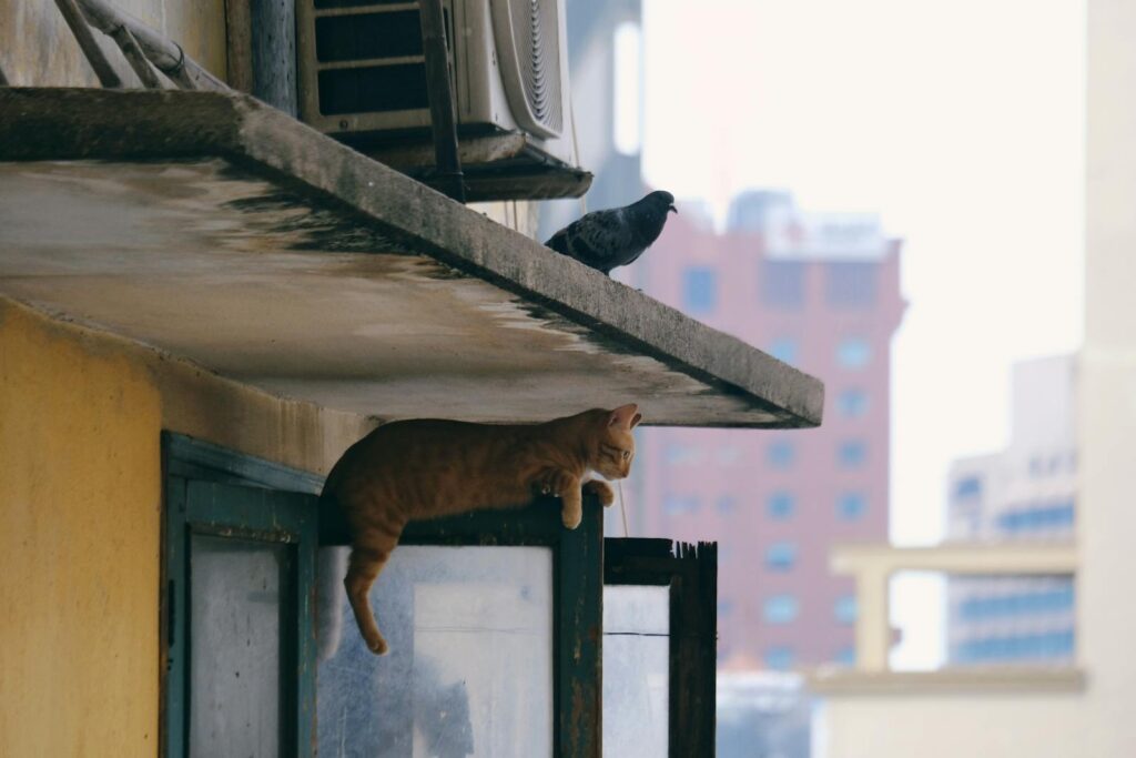 A cat and pigeon share a window ledge in an urban setting, showcasing city wildlife.