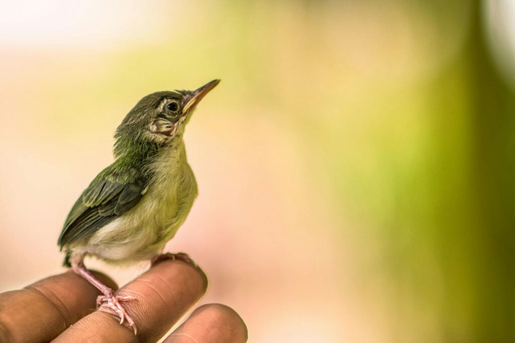 A young bird, perched on human fingers, captured with a blurred background.