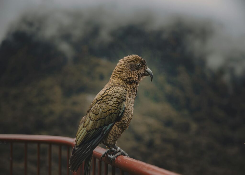 A Kea Parrot perched on a railing in the misty Milford Sound, New Zealand.