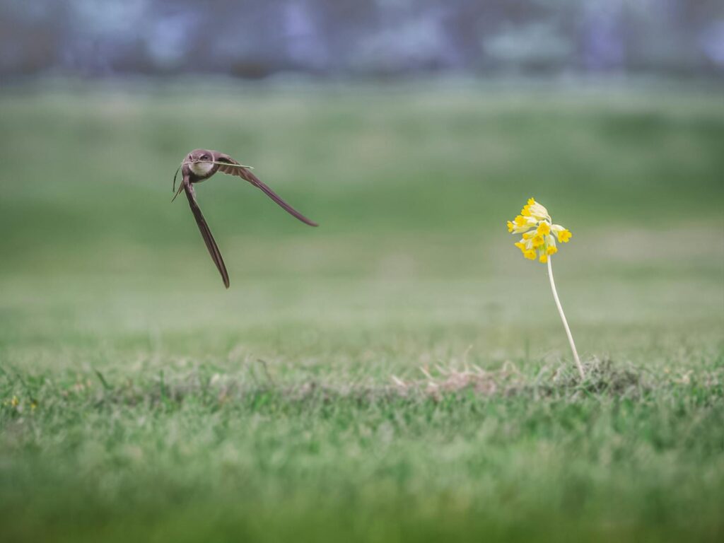 Swift bird in flight over a green lawn with a yellow flower, showcasing grace and speed.