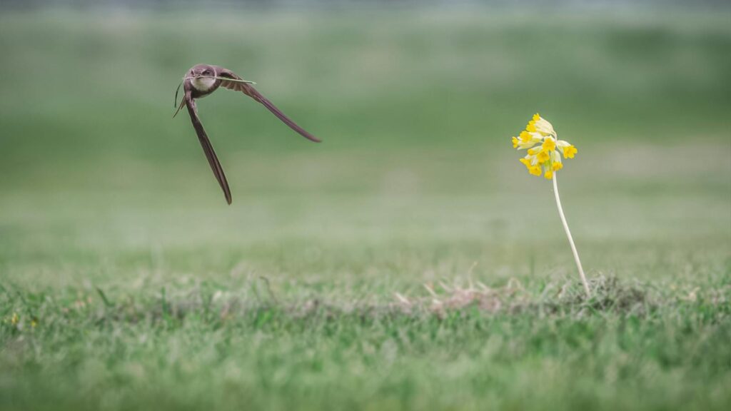 Swift bird in flight over a green lawn with a yellow flower, showcasing grace and speed.