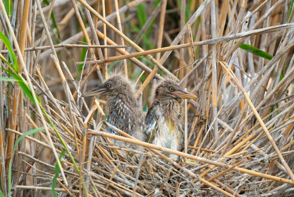 Close-up of two young herons in their nest among reeds in a natural habitat.