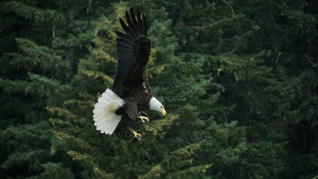 A majestic bald eagle in flight over the lush forests of Haines, Alaska.