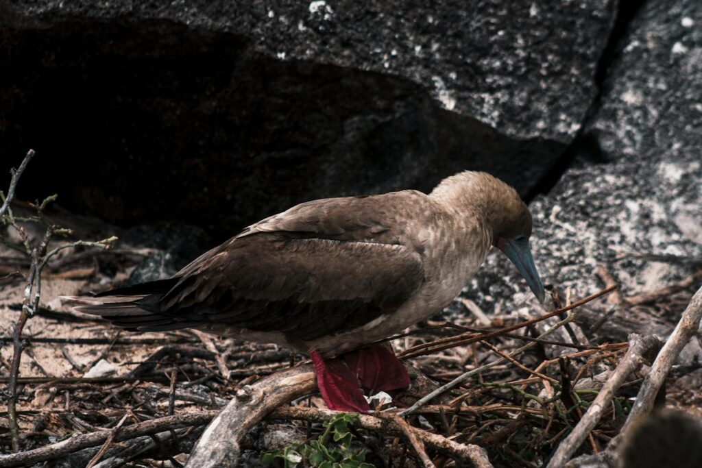 A red-footed booby bird resting in its natural habitat, showcasing its distinctive red feet and vibrant plumage.