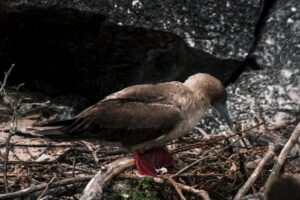 A red-footed booby bird resting in its natural habitat, showcasing its distinctive red feet and vibrant plumage.