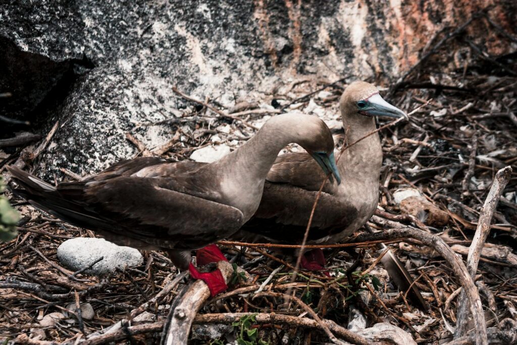 Two red-footed boobies nesting on rocky ground, displaying natural behavior.