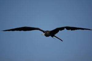 A majestic magnificent frigatebird soaring gracefully in a vibrant blue sky.