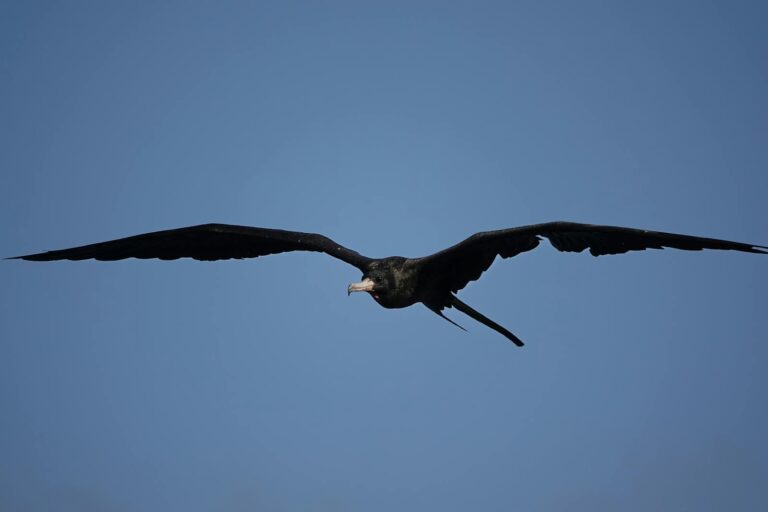 A majestic magnificent frigatebird soaring gracefully in a vibrant blue sky.