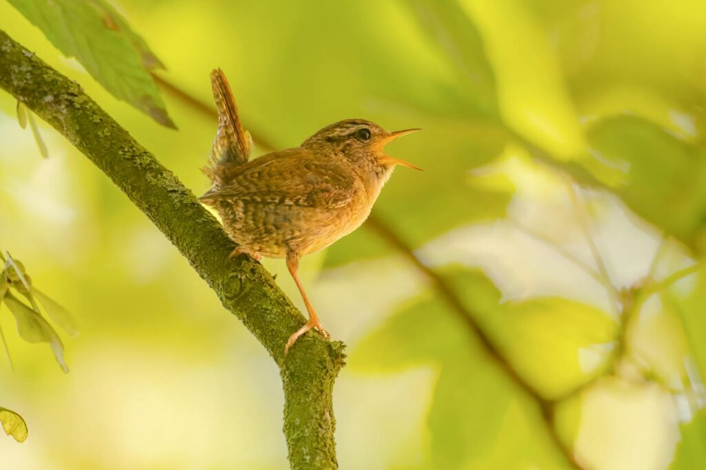 Captivating view of a singing Eurasian Wren perched on a branch surrounded by lush greenery.
