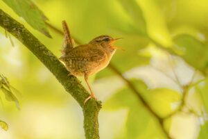 Captivating view of a singing Eurasian Wren perched on a branch surrounded by lush greenery.