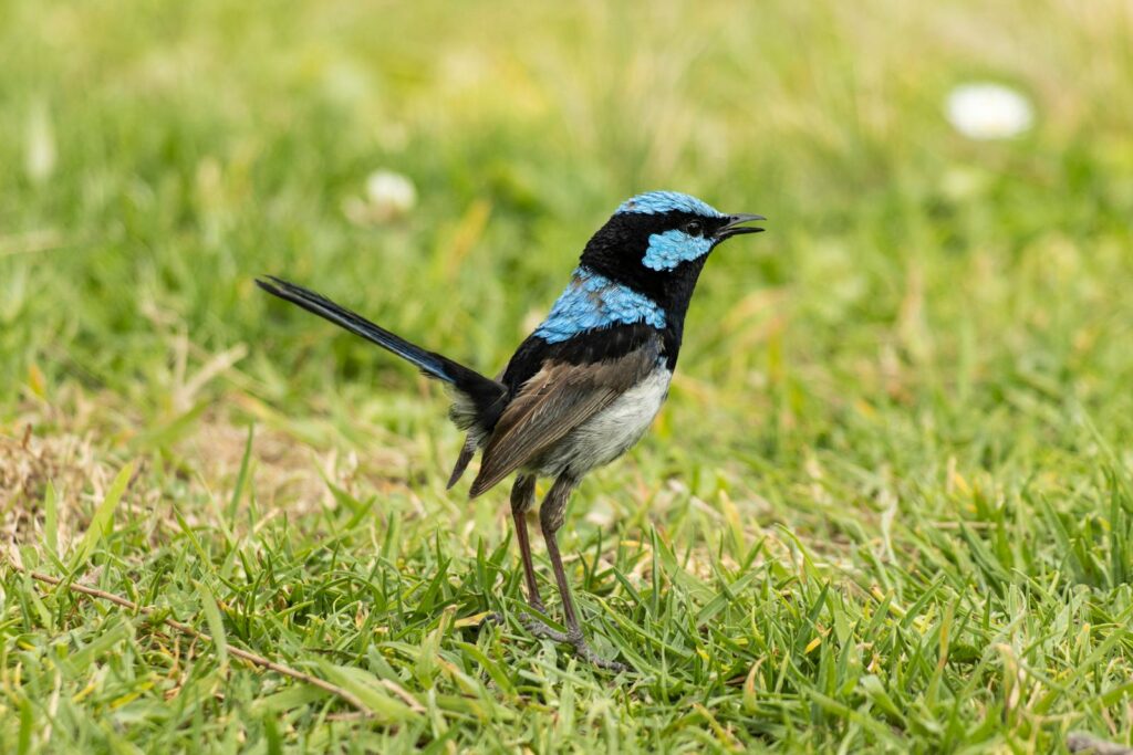 A Superb Fairy-wren stands in green grass.