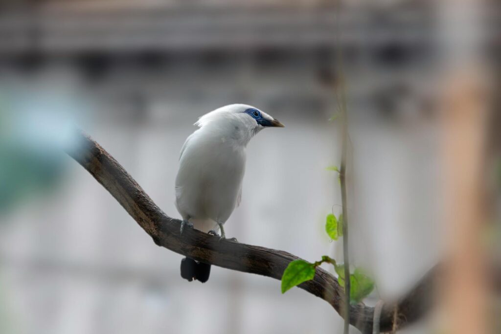 Beautiful Bali Myna bird perched on a branch, showcasing its striking white plumage and vibrant blue eye patches.