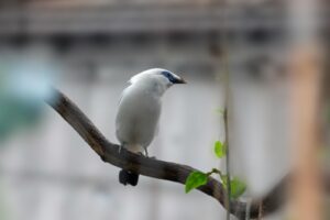 Beautiful Bali Myna bird perched on a branch, showcasing its striking white plumage and vibrant blue eye patches.
