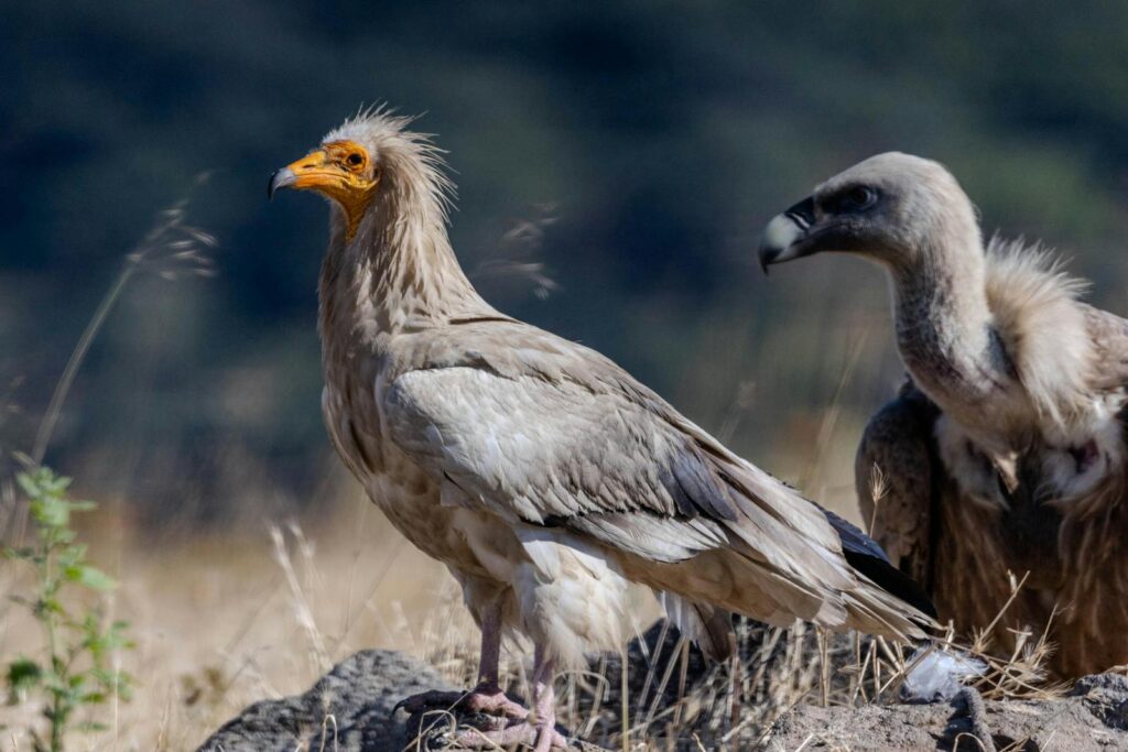 Close-up of Egyptian vultures in a rural field, highlighting wildlife and scavenging behavior.