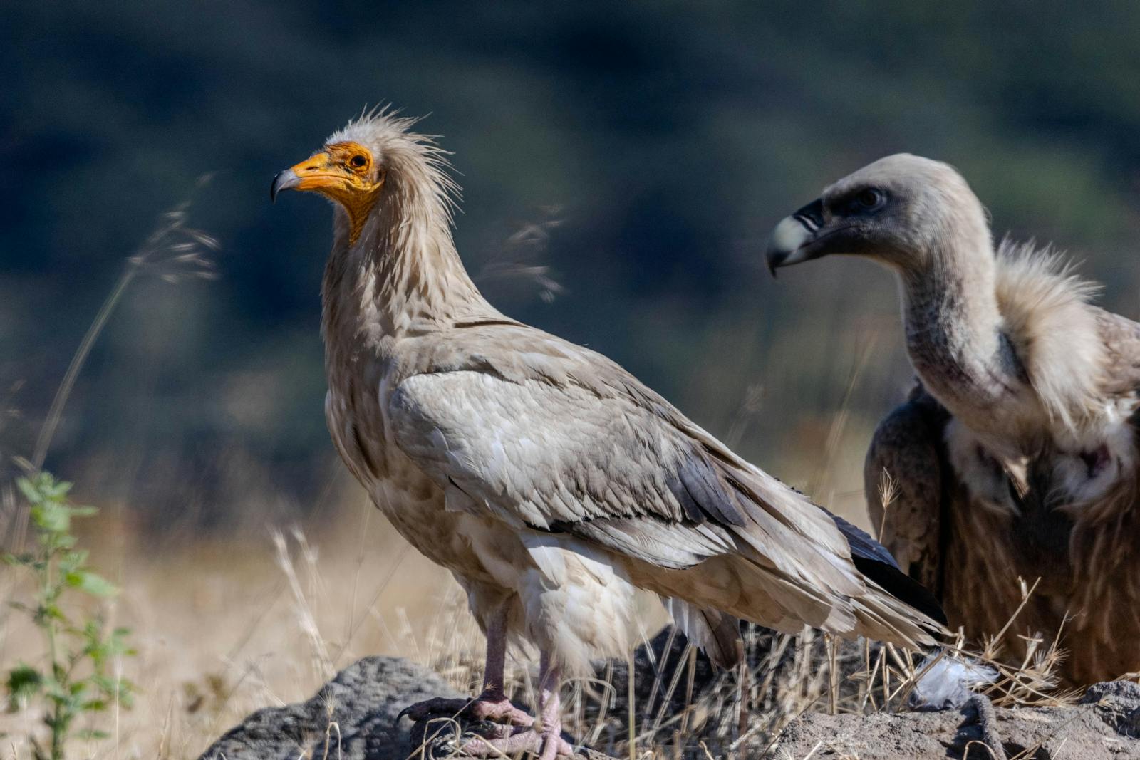 Close-up of Egyptian vultures in a rural field, highlighting wildlife and scavenging behavior.