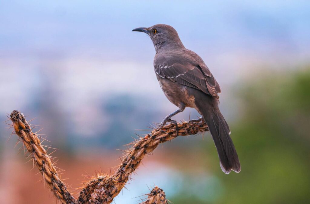 Curve-billed thrasher perched on cactus with blurred background, displaying wildlife in its natural habitat.
