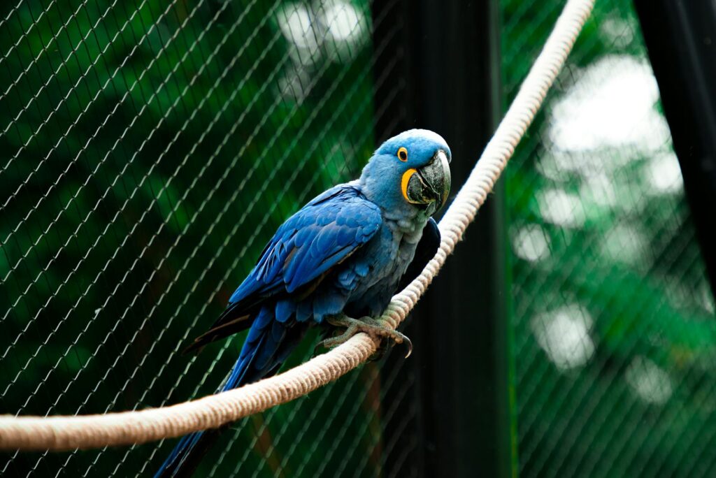 Hyacinth macaw perched inside a zoo enclosure with lush green background.