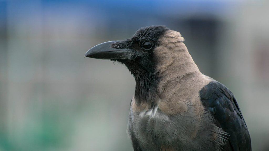 Detailed image of a hooded crow with a clear view of its features.