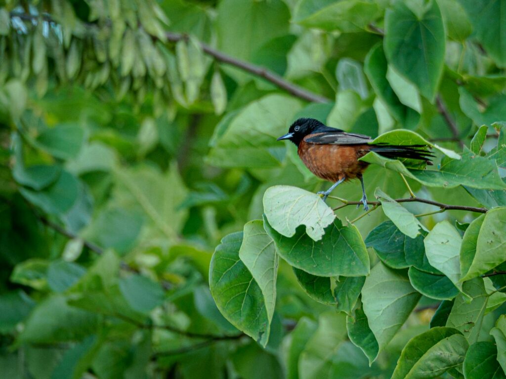 A male Orchard oriole with a black head and chestnut underparts perches among green leaves.