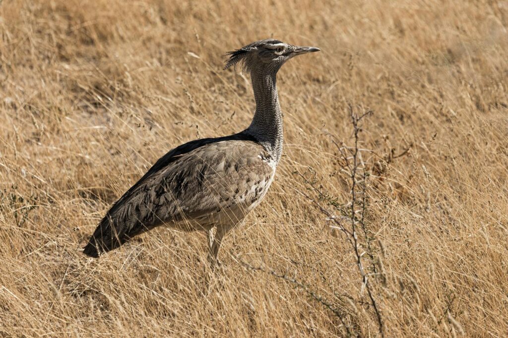 A kori bustard stands in dry, tall grass.