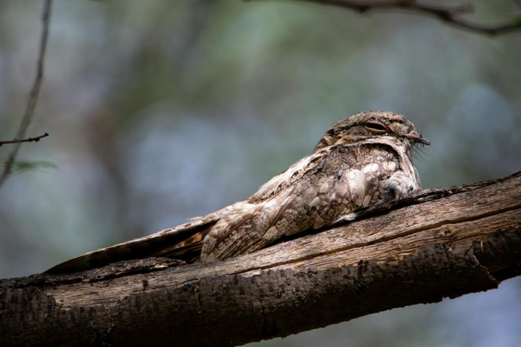 A well-camouflaged nightjar resting on a tree branch in a natural setting.