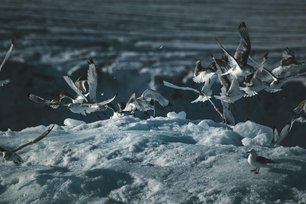 Capture of arctic terns in flight over icy landscape, showcasing nature's Majesty.