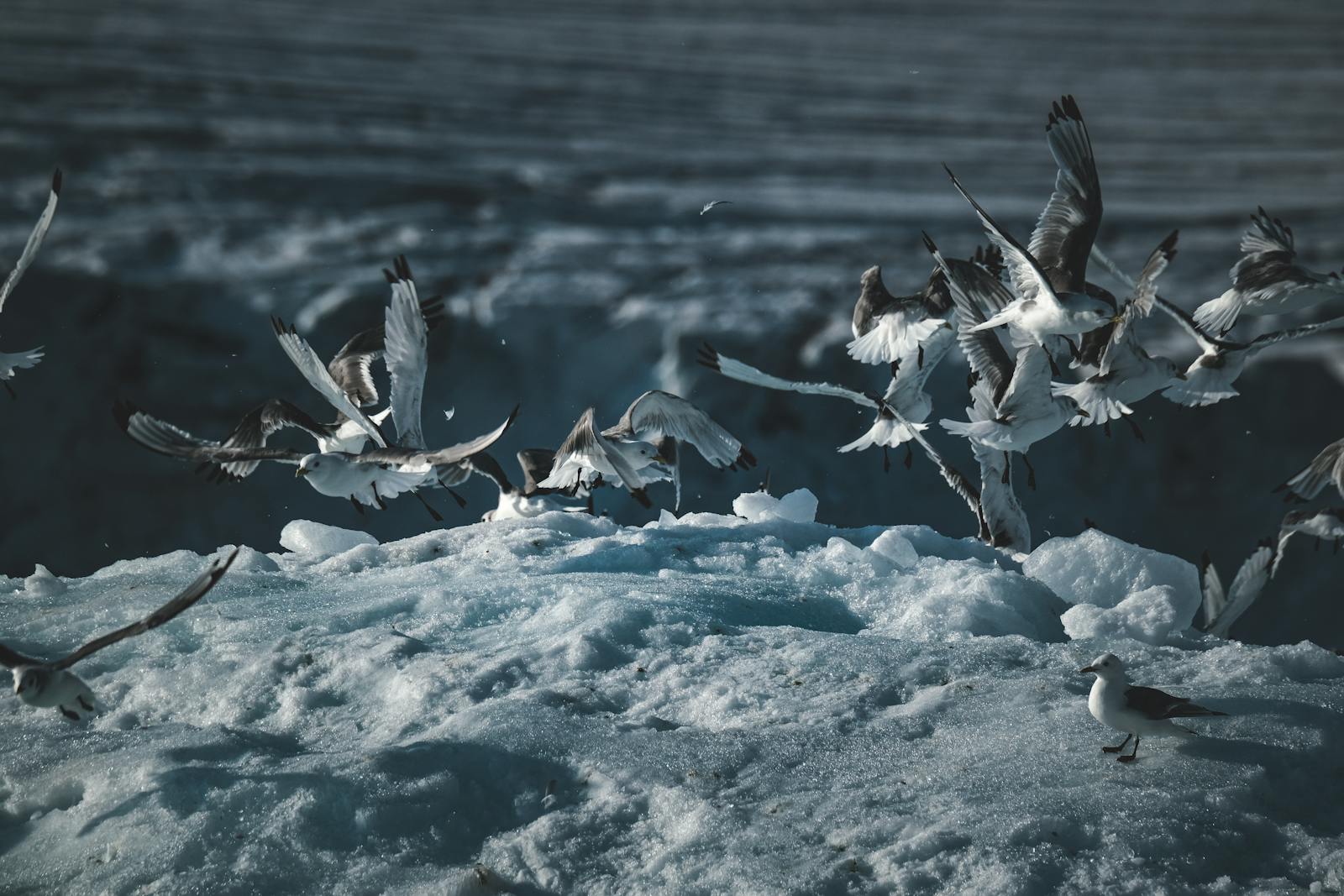 Capture of arctic terns in flight over icy landscape, showcasing nature's Majesty.