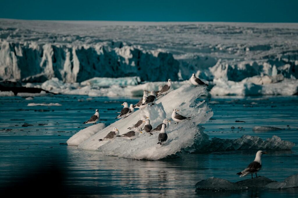 Seagulls perched on icebergs in a serene Arctic landscape, showcasing wildlife in winter.