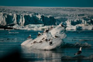 Seagulls perched on icebergs in a serene Arctic landscape, showcasing wildlife in winter.