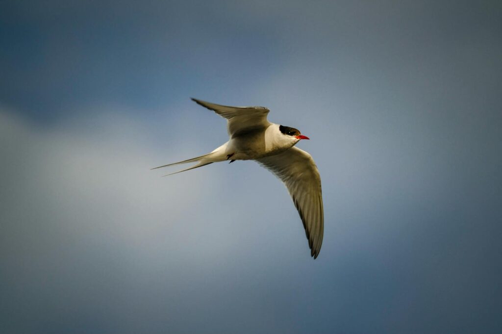 Close-up of an Arctic tern flying gracefully against a dramatic blue sky.