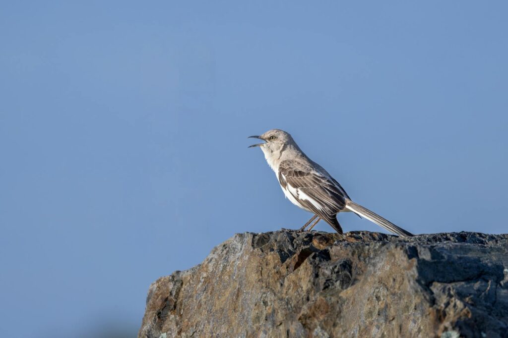 A northern mockingbird with grey and white plumage sings atop a rocky surface.