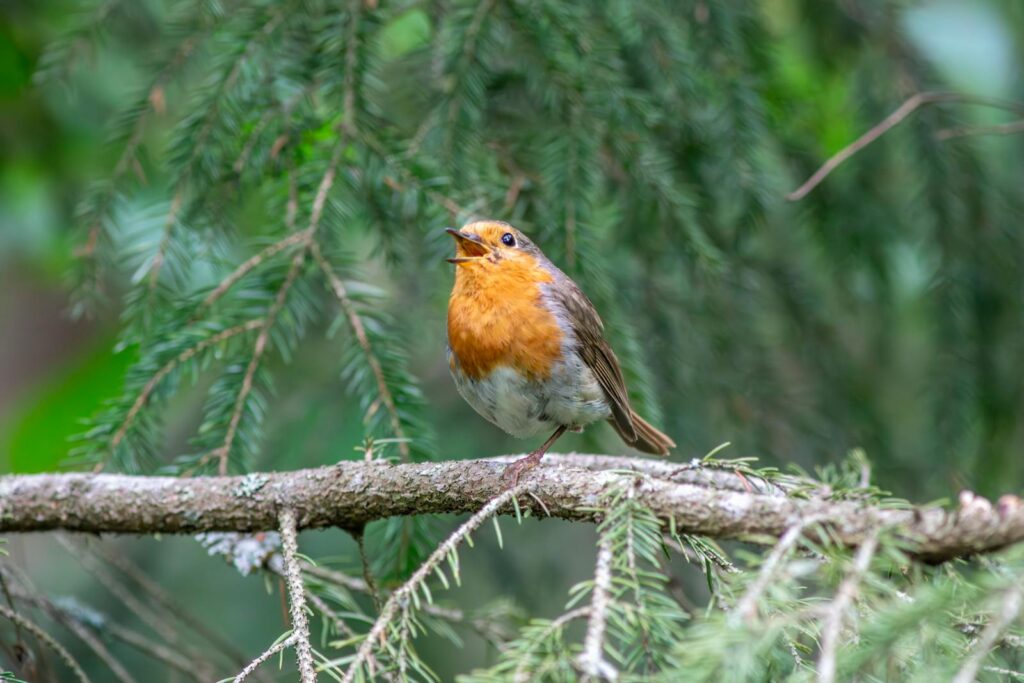 A European robin with an orange breast sings while perched on a pine branch.