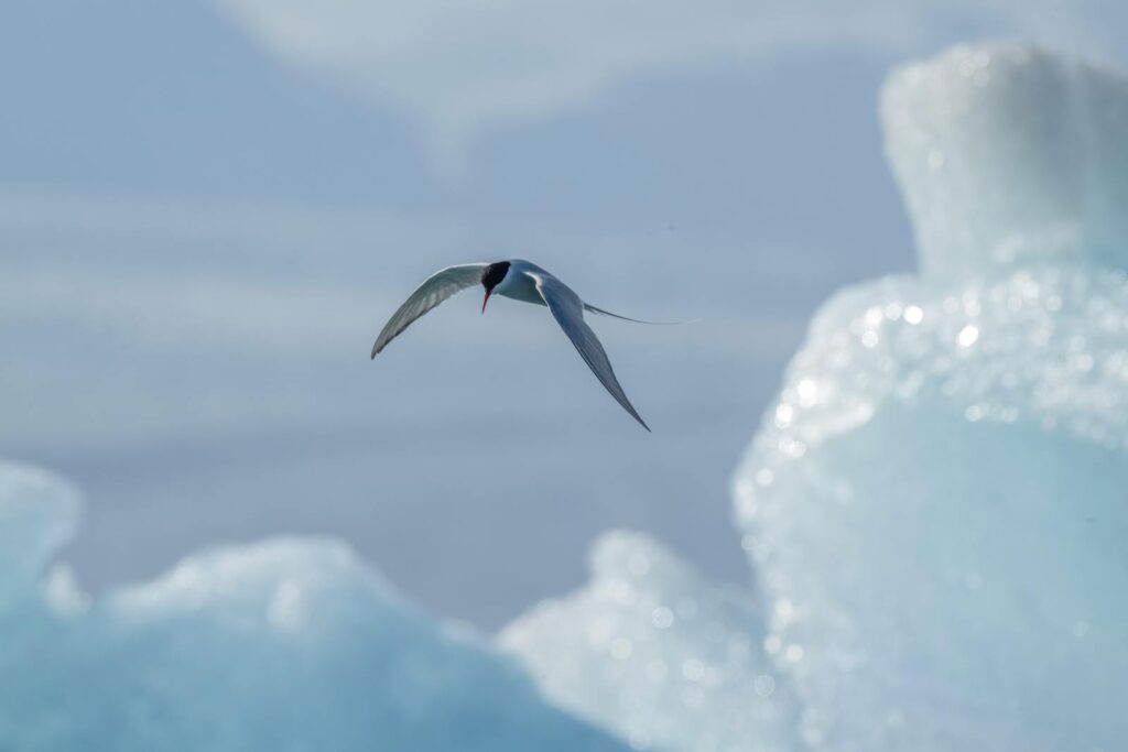 An Arctic tern soars gracefully above icy blue icebergs, capturing a moment of natural beauty.