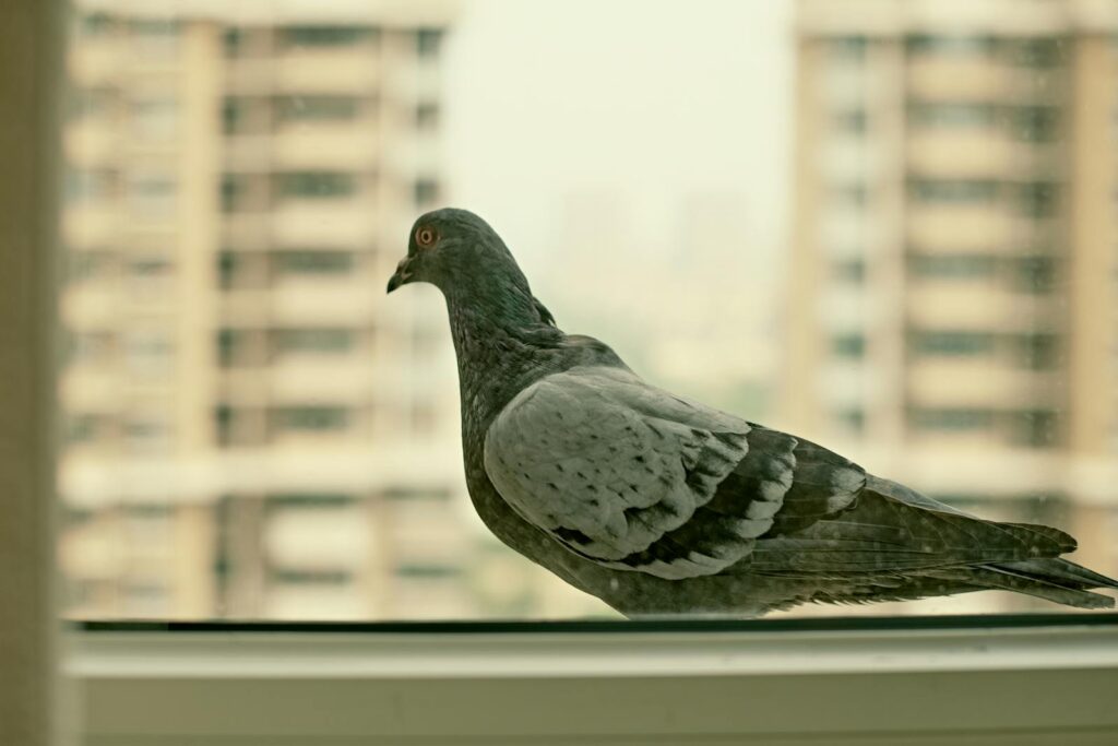 A pigeon stands on a window ledge, looking to the left.