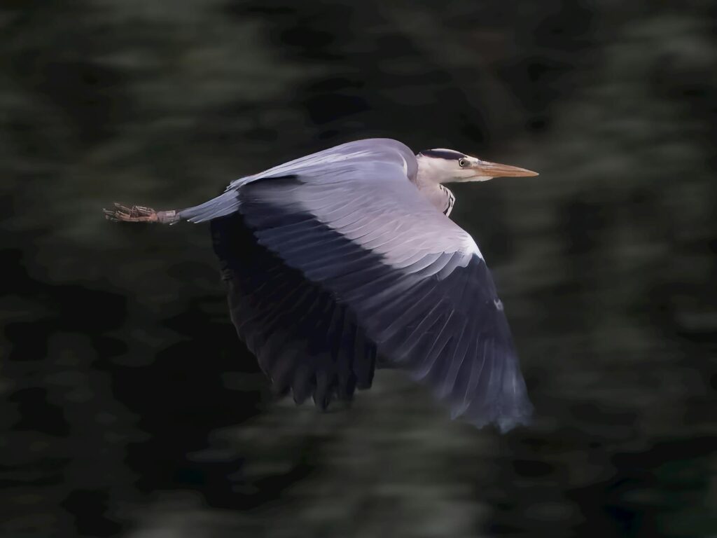 Close-up of a majestic heron in mid-flight, displaying its stunning plumage against a blurred background.
