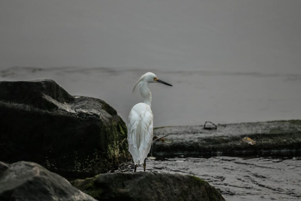 A snowy egret stands on rocks at a river's edge during winter.