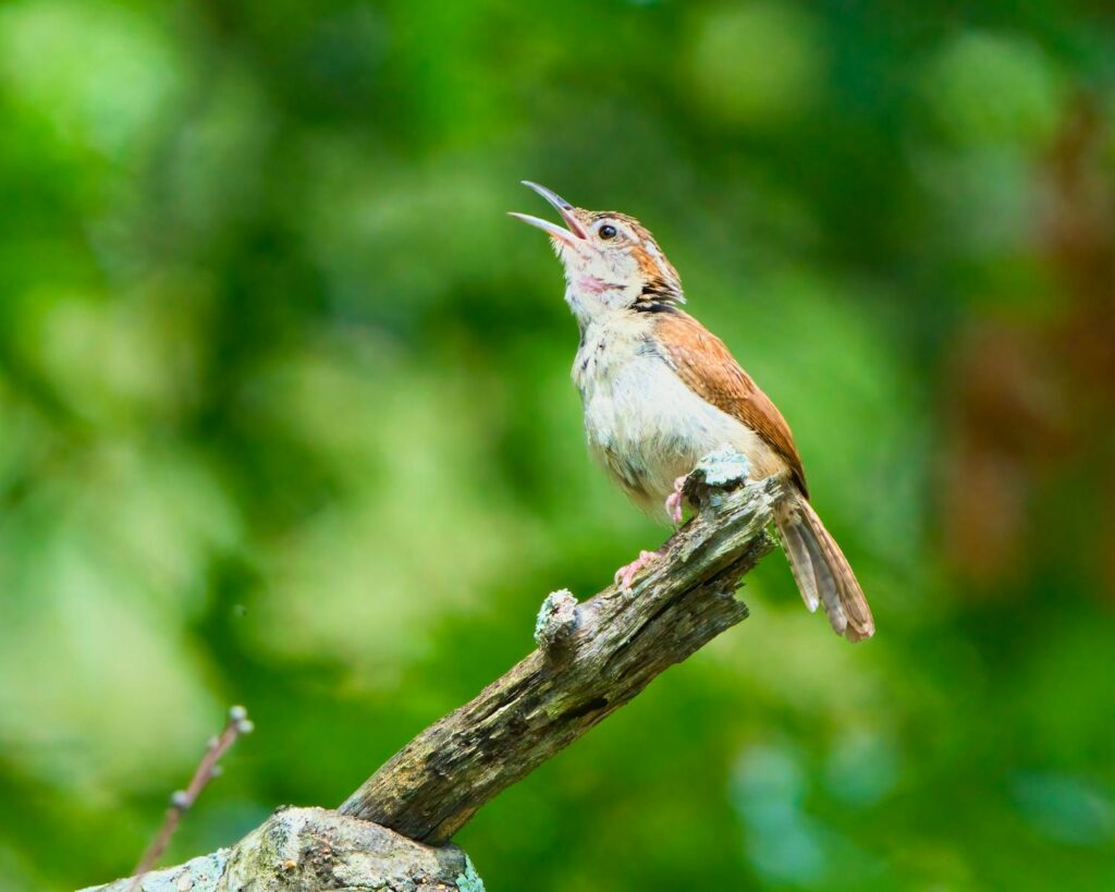 A small bird singing on a tree branch in a lush, green forest.
