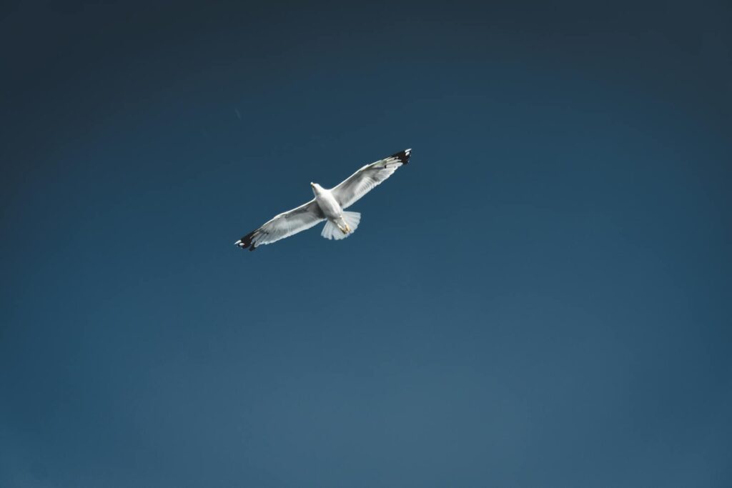 A majestic seagull flying gracefully against a deep blue sky.