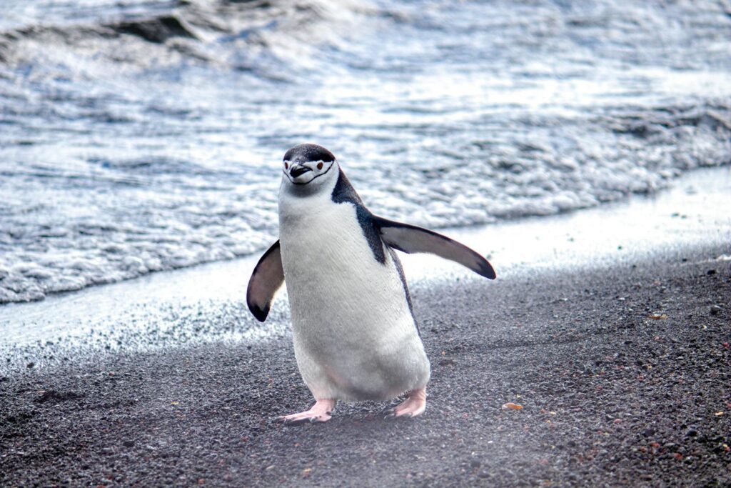 Chinstrap penguin walking on the beach in Antarctica.