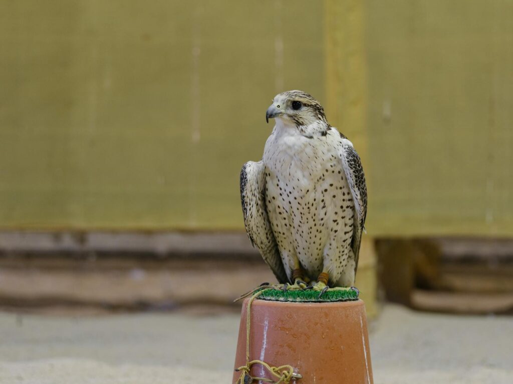 A gyrfalcon with speckled plumage sits on a padded perch.