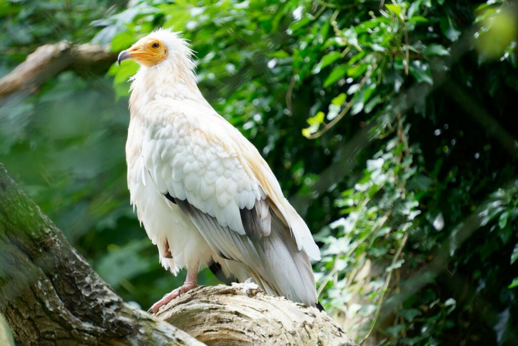 Elegant Egyptian vulture perched on a tree branch amidst vibrant foliage.