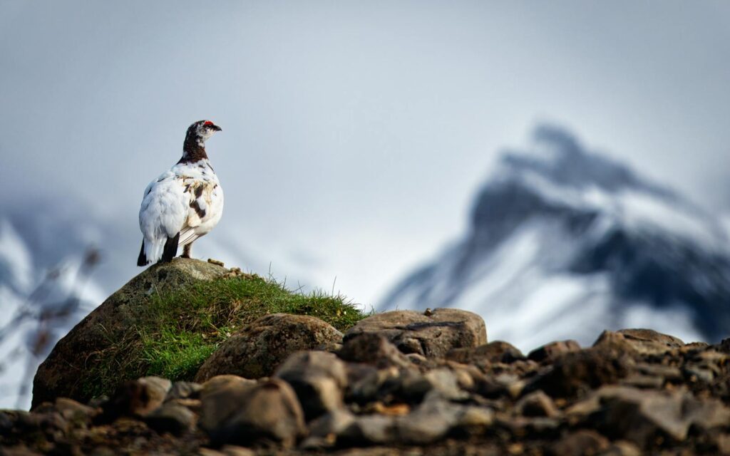 A rock ptarmigan perched on a rock with snowy mountains in the background.