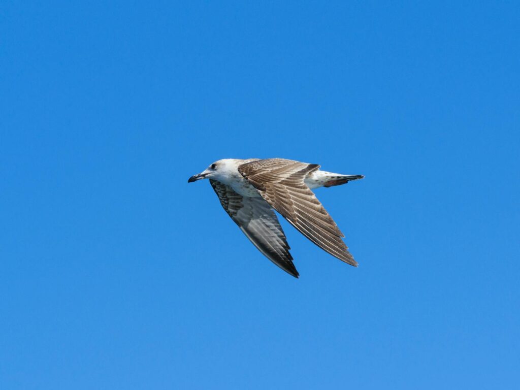 A seagull in flight against a clear, vibrant blue sky, captured in natural sunlight.