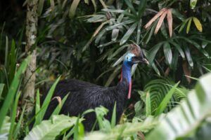 A Southern Cassowary standing amidst dense tropical foliage, showcasing its vivid plumage.