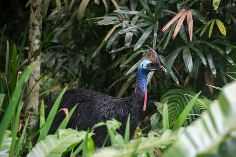 A Southern Cassowary standing amidst dense tropical foliage, showcasing its vivid plumage.
