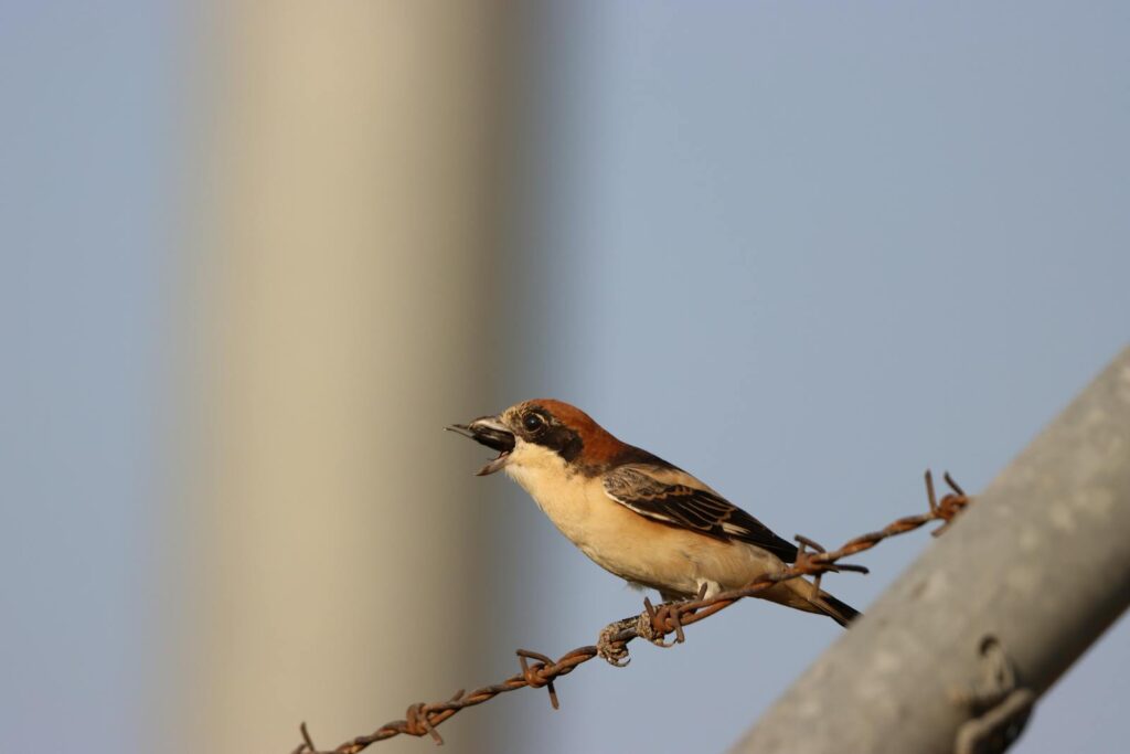 A vibrant songbird resting on a barbed wire under clear daylight.