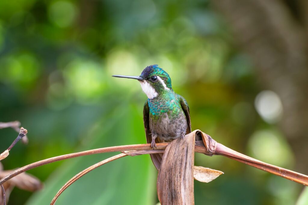 Close-up of a vibrant hummingbird perched on a branch amidst tropical foliage.