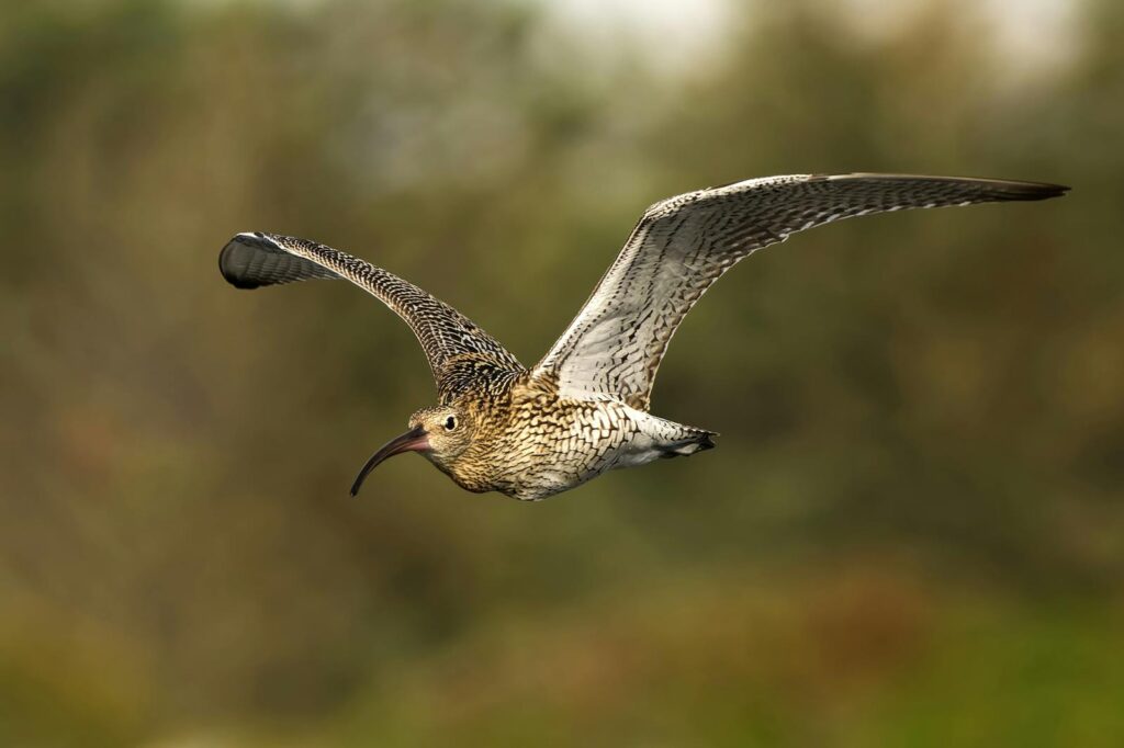 A vivid close-up of a curlew flying with wings spread wide.