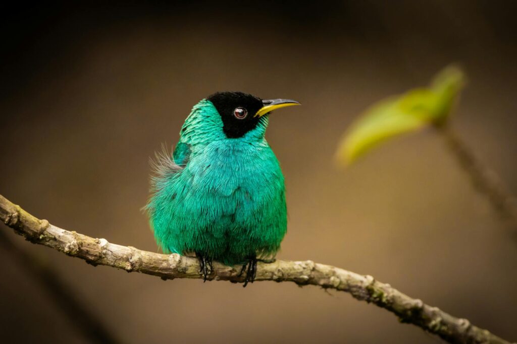 Colorful Green Honeycreeper bird in tropical rainforest setting.