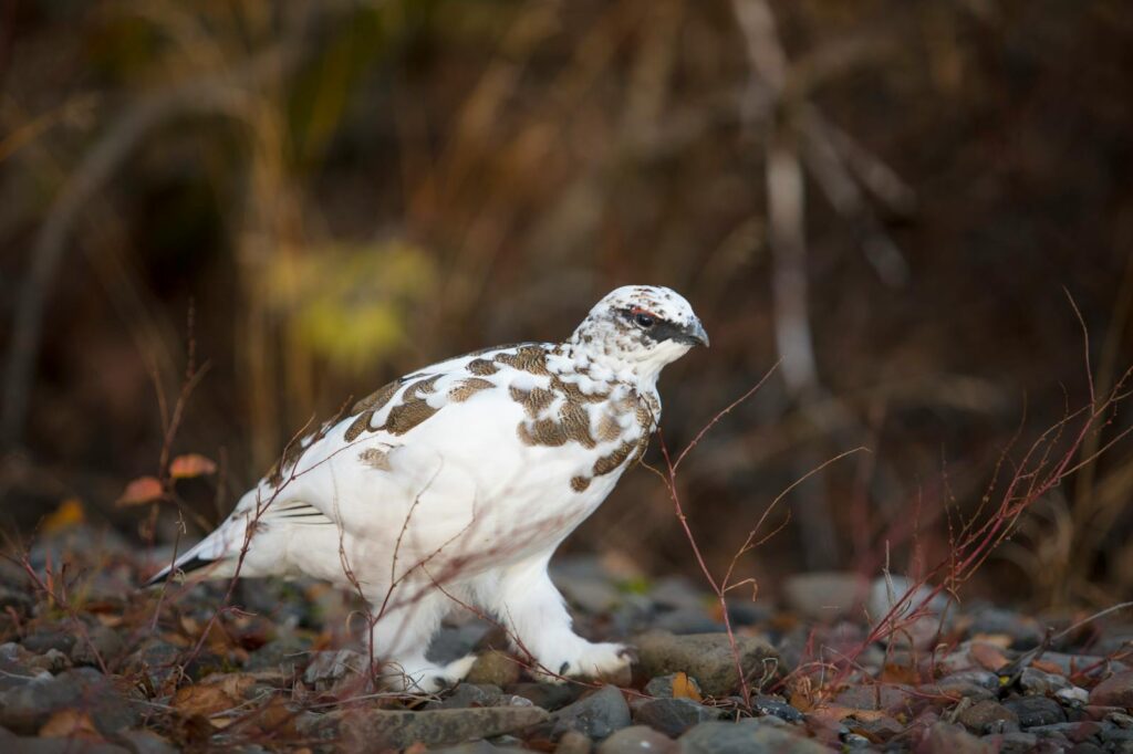 A Rock Ptarmigan walks amongst rocks and sparse vegetation.